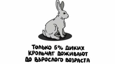 Минута отдыха Интересные короткие факты на все случаи жизни Интересное  Минута отдыха Интересные короткие факты на все случаи жизни Интересное