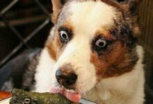 Минута отдыха Смешные кадры с животными, которые зарядят порцией позитива Животные 