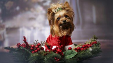 Минута отдыха Почему Новый год опасен для питомцев и как хозяину защитить их от опасности: советы эксперта Животные  Минута отдыха Почему Новый год опасен для питомцев и как хозяину защитить их от опасности: советы эксперта Животные