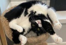 Минута отдыха Забавные выкрутасы питомцев, которые явно сломались Животные 