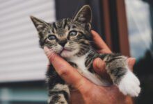 Минута отдыха По каким 3 признакам можно понять, что кошка довольна своей жизнью и счастлива Животные 