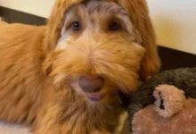 Минута отдыха Примеры не самых удачных стрижек животных Животные 