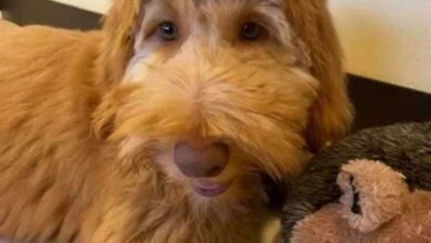 Минута отдыха Примеры не самых удачных стрижек животных Животные 