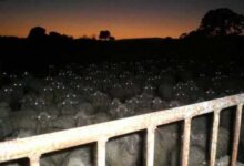 Минута отдыха 17 фото, при виде которых хочется заорать «Вызывайте экзорциста!» Интересное 