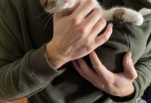 Минута отдыха Снимки животных после спасения, которые греют душу Животные 