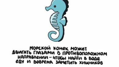 Минута отдыха Интересные и короткие факты на все случаи жизни Интересное  Минута отдыха Интересные и короткие факты на все случаи жизни Интересное