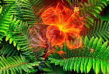 Минута отдыха Как выглядит цветок папоротника? Интересное 