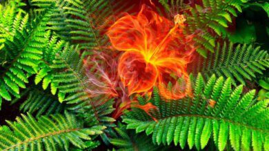 Минута отдыха Как выглядит цветок папоротника? Интересное 