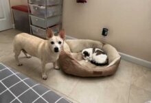 Минута отдыха Снимки случаев, когда коты нагло отжали у собак лежанки Животные 