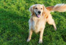 Минута отдыха Зачем собаки виляют хвостом? Интересное 