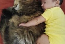 Минута отдыха Нежные снимки, показывающие глубокую связь между питомцами и детьми Животные 