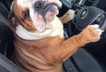 Минута отдыха Очаровательные бульдоги на снимках для поднятия настроения Животные 