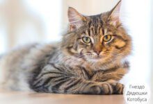 Минута отдыха Нехорошо бросать тех, кого приручил (1 фото) Интересное 