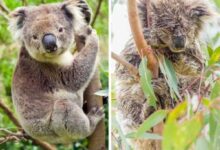 Минута отдыха Животные после купания выглядят особенно смешно Животные 