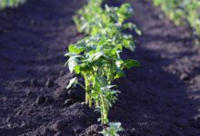 Минута отдыха В любой непонятной ситуации сажай картоху чуть больше чем надо Интересное 