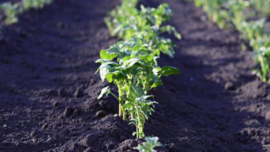 Минута отдыха В любой непонятной ситуации сажай картоху чуть больше чем надо Интересное  Минута отдыха В любой непонятной ситуации сажай картоху чуть больше чем надо Интересное