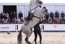 Минута отдыха Андалузские лошади танцуют на Красной площади Интересное 