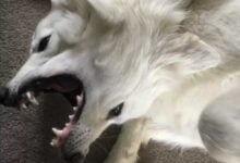 Минута отдыха Даже узнав разгадку, люди продолжают ломать голову над фото Интересное 