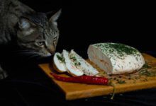 Минута отдыха Как отучить кошку воровать еду со стола? Советы зоопсихолога Животные 