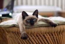 Минута отдыха Действительно ли сиамские кошки умеют менять цвет шерсти или это миф: мнение экспертов удивит любого Животные 