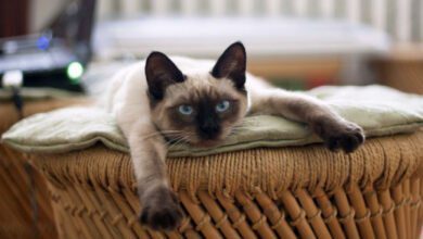 Минута отдыха Действительно ли сиамские кошки умеют менять цвет шерсти или это миф: мнение экспертов удивит любого Животные  Минута отдыха Действительно ли сиамские кошки умеют менять цвет шерсти или это миф: мнение экспертов удивит любого Животные