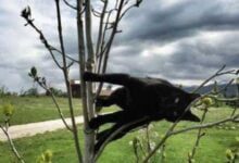 Минута отдыха Снимки котов, которые бросили вызов законам физики Животные 