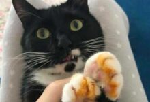 Минута отдыха Снимки очаровательных похитителей еды, пойманных с поличным Животные 