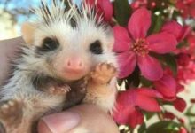 Минута отдыха Милые и забавные животные на снимках заряжают позитивом Животные 