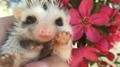 Минута отдыха Милые и забавные животные на снимках заряжают позитивом Животные 