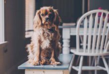 Минута отдыха 3 эффективных способа, как отучить щенка делать свои «дела» дома Животные 