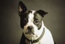 Минута отдыха Почему собаки «поют» под музыку: объяснение экспертов Животные 