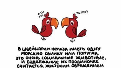 Минута отдыха Короткие и интересные факты на все случаи жизни Интересное 