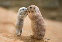 Минута отдыха Как общаются животные: удивительные факты о языках братьев наших меньших Интересное 