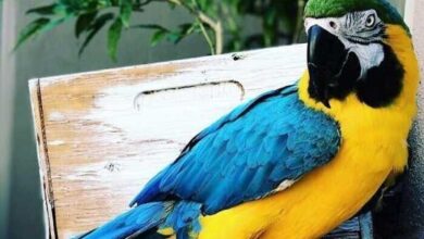 Минута отдыха Снимки как доказательство того, что питомцы бывают разными Животные 