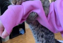 Минута отдыха Снимки чудных питомцев, поведение которых нуждается в объяснении Животные 