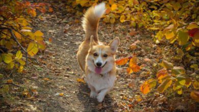 Минута отдыха Почему некоторые собаки начинают гоняться за хвостом: эксперты назвали основную причину Животные Минута отдыха Почему некоторые собаки начинают гоняться за хвостом: эксперты назвали основную причину Животные