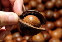 Минута отдыха 11 удивительных продуктов, о которых вы никогда не слышали Интересное 