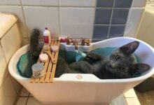 Минута отдыха Заботливые хозяева показали лучшие способы избаловать своего питомца Животные 