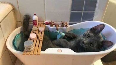 Минута отдыха Заботливые хозяева показали лучшие способы избаловать своего питомца Животные 