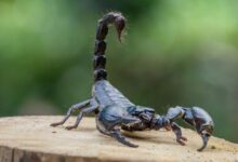 Минута отдыха Может ли скорпион ужалить сам себя? Интересное 