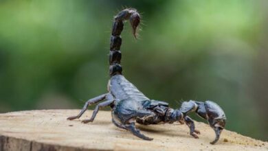 Минута отдыха Может ли скорпион ужалить сам себя? Интересное  Минута отдыха Может ли скорпион ужалить сам себя? Интересное