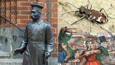 Минута отдыха Шесть любопытных фактов и историй обо всём на свете Интересное  Минута отдыха Шесть любопытных фактов и историй обо всём на свете Интересное