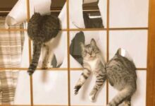 Минута отдыха Круче одного котика, может быть только несколько Животные 