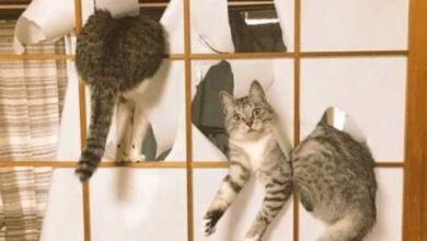 Минута отдыха Круче одного котика, может быть только несколько Животные  Минута отдыха Круче одного котика, может быть только несколько Животные