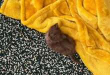 Минута отдыха Снимки маленьких котят, в которых просто невозможно не влюбиться Животные 