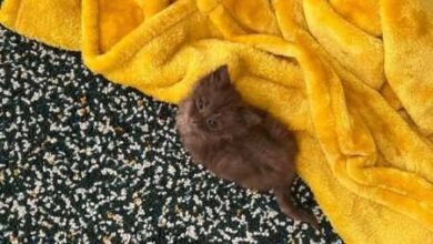 Минута отдыха Снимки маленьких котят, в которых просто невозможно не влюбиться Животные 