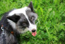 Минута отдыха Как позаботиться о собаке в жаркую погоду: специалисты назвали 5 важных условий Животные 