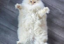 Минута отдыха Рэгдолл: Кошка тряпичная кукла. Настолько любят человеческие объятия, что растекаются прямо на руках! Животные 