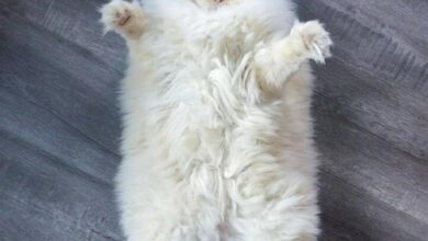 Минута отдыха Рэгдолл: Кошка тряпичная кукла. Настолько любят человеческие объятия, что растекаются прямо на руках! Животные  Минута отдыха Рэгдолл: Кошка тряпичная кукла. Настолько любят человеческие объятия, что растекаются прямо на руках! Животные