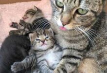 Минута отдыха Родительские будни животного мира на фотографиях Животные 